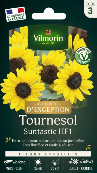 Fleurs - Tournesol Suntastic HF1 - Graines d'Exception - PACKAGING_RECTO